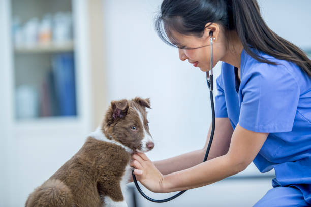 istock Taking Care Of A Dog 925156722