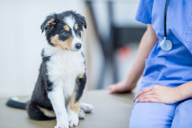 istock Sitting With A Puppy 925156724