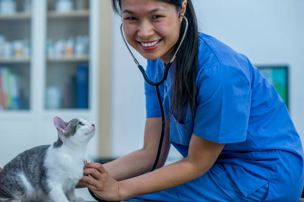 istock Vet With A Cute Cat 925156732