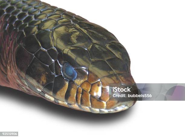 Foto de Indigo Snake e mais fotos de stock de Azul - Azul, Branco, Cabeça Humana