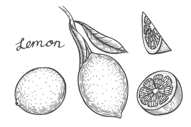 Lemon set vector Lemon set Hand drawn. Isolated on white background. vector illustration. Retro engraving style. citric acid stock illustrations