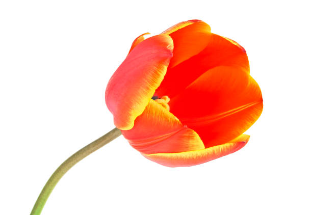 istock Tulip flower head isolated on a white background 925160024