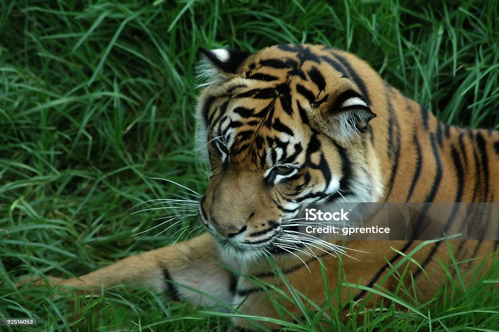 Tiger na grama - Foto de stock de Animal royalty-free