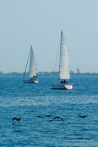 A couple of unbranded sailboats with all passengers too far to be recognizable and a flock of birds flying by in the foreground.