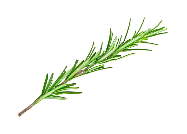 istock Twig of rosemary on a white background 925160826