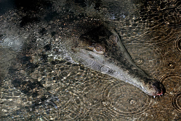 slender-snouted crocodilo - snouted - fotografias e filmes do acervo