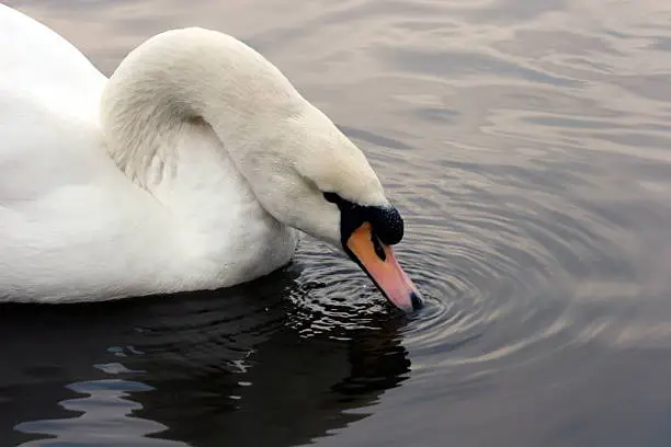 Photo of Swan Drinking