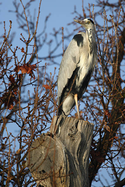 Grey Heron stock photo