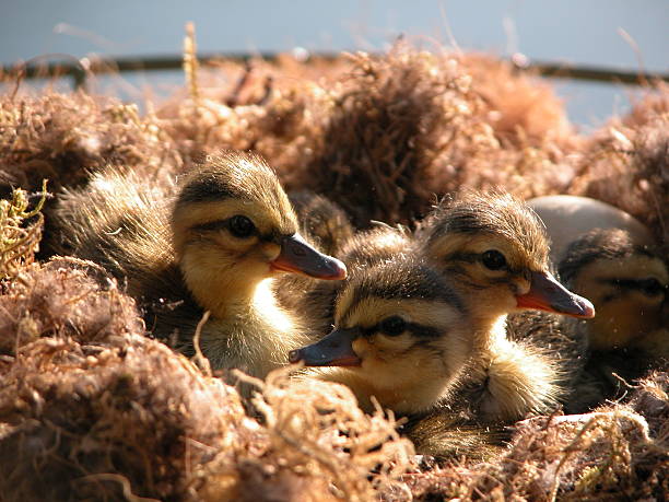 baby ducks stock photo