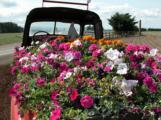 Our lady of the petunias stock photo