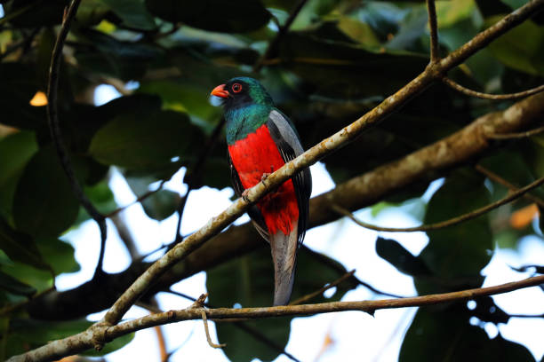 istock Slay-tailed Trogon (Trogon massena) is sitting in a tree, Costa Rica 925163928