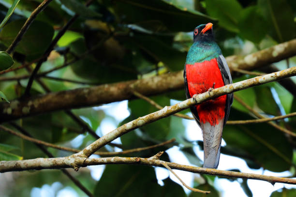 istock Slay-tailed Trogon (Trogon massena) is sitting in a tree, Costa Rica 925163968
