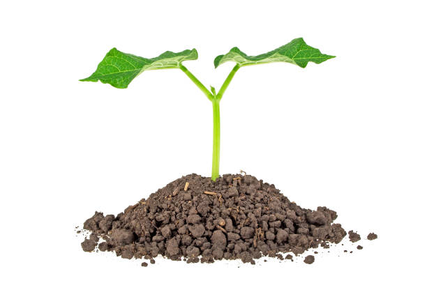 istock Young plant with humus isolated on white background 925164488