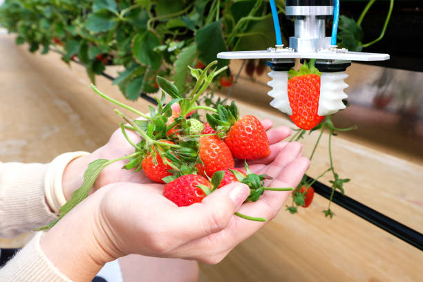istock Agriculture technology , artificial intelligence concepts, Farmer use smart farm automation robot arm assistant image processing for harvest strawberry , replace worker and increase precision. 925164502