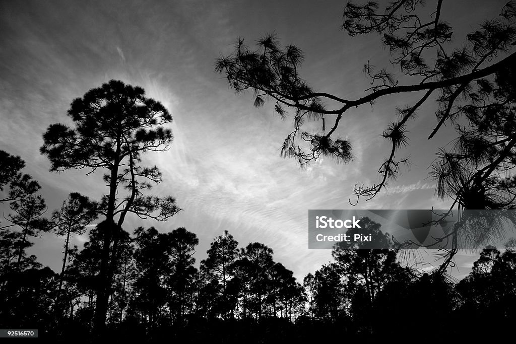 Belo pôr do sol emoldurado por árvores de pinho - Royalty-free Alto - Descrição Física Foto de stock