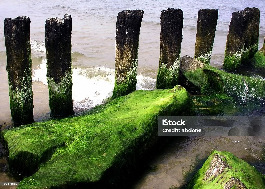 Meer Coast - Lizenzfrei Baum Stock-Foto