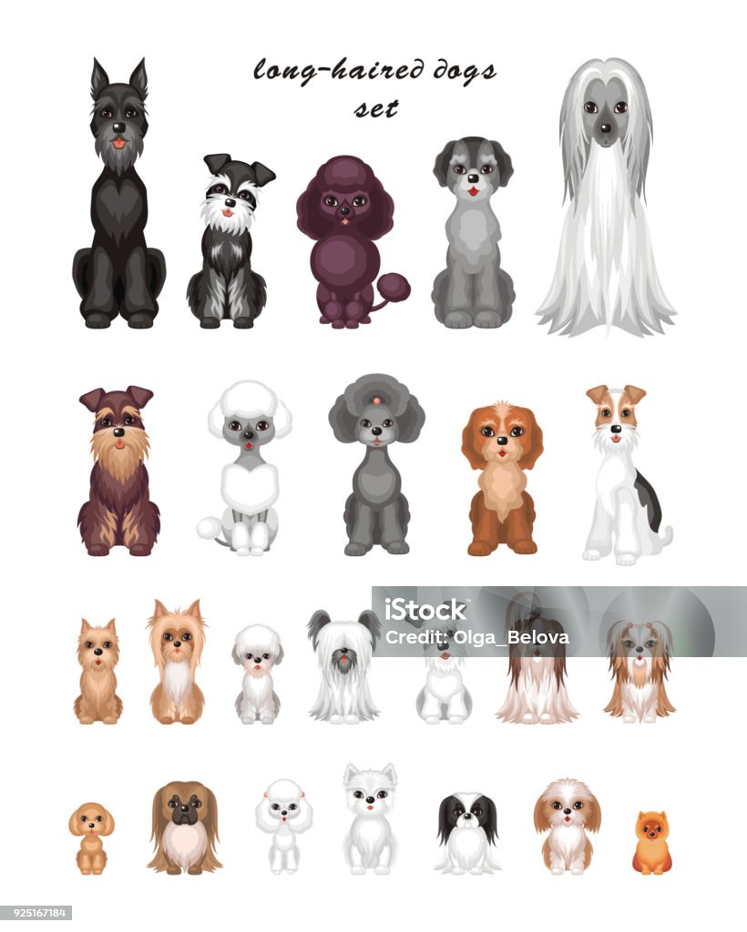 jeu de races de chien - clipart vectoriel de Caniche libre de droits