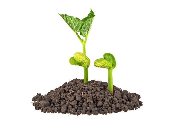 istock Young plants of bean with humus isolated on white background 925167430