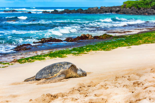 istock Wild Sea Turtle on the Beach 925168116