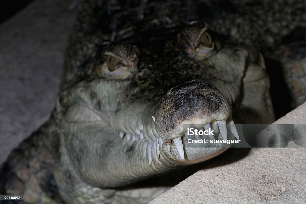Crocodilo - Royalty-free Animal Foto de stock