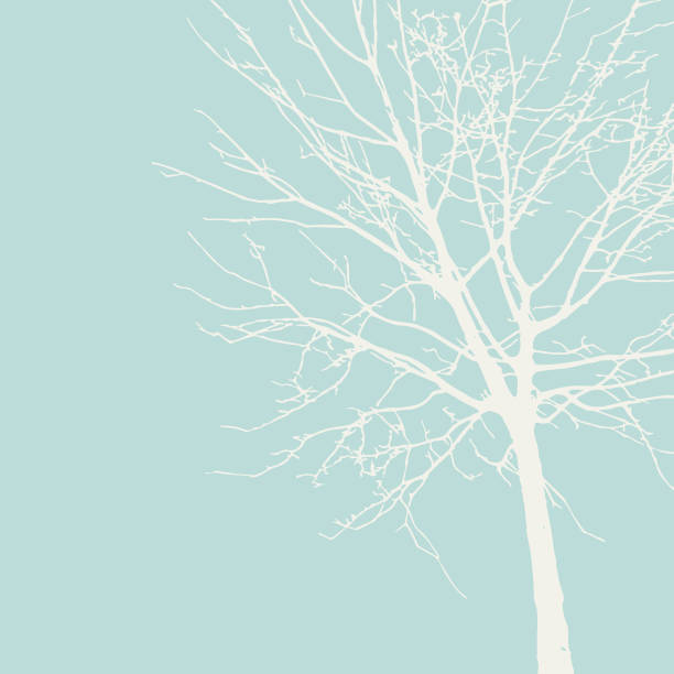 силуэт дерева - maple tree tree silhouette vector stock illustrations