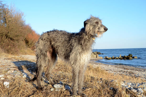deerhound stands at a beach - sight hound imagens e fotografias de stock