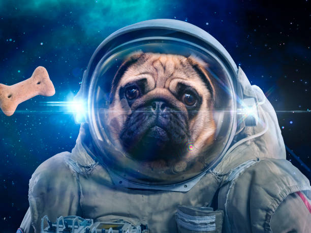 Dog in space suit hunts dog food, hunt stock photo