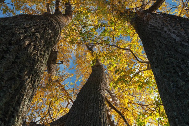 istock poplar grove on autumn day 925171390