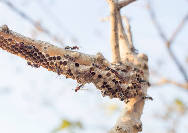 istock hornet bug and nest on wood 925171972