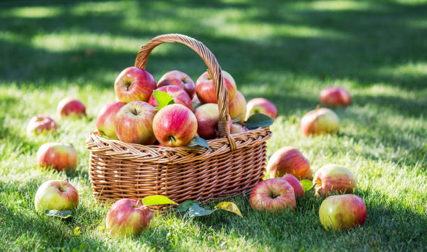 istock ipe red apples in the basket. 925172880