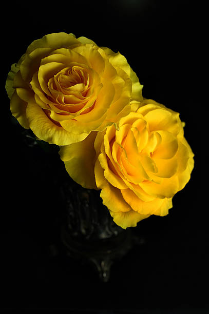 istock Yellow Roses in Antique Silver Vase 92517396