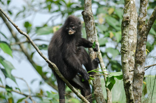 bande de negro langur (presbytis femoralis) - leaf monkey fotografías e imágenes de stock