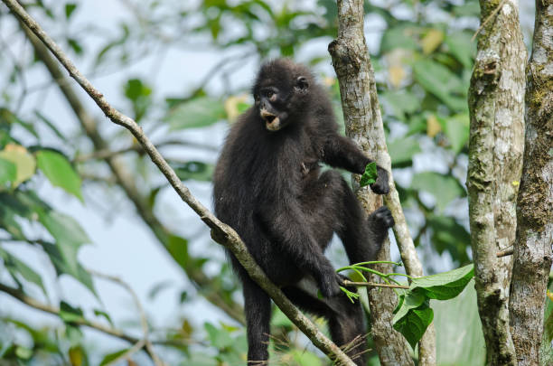 bande de negro langur (presbytis femoralis) - leaf monkey fotografías e imágenes de stock