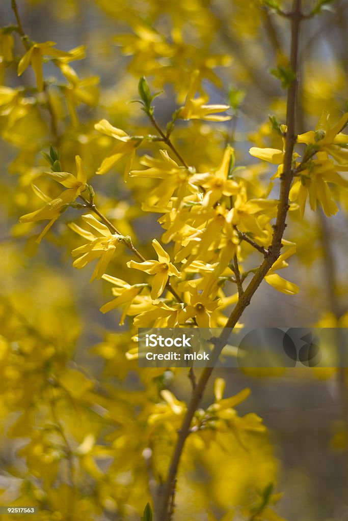 Forsythia Branch  Blossom Stock Photo