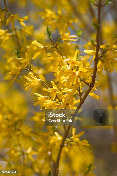 Forsythia Branch Stock Photo - Download Image Now - Blossom, Branch - Plant Part, Bright