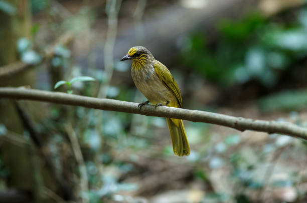 istock Stripe-throated Bulbul Bird, standing on a branch in nature 925176292