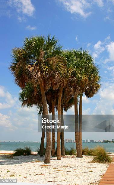 Palm Palmen Stockfoto und mehr Bilder von Baum - Baum, Blatt - Pflanzenbestandteile, Blattfiedern