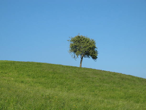 istock Lone  tree on the curve of the earth 92517764