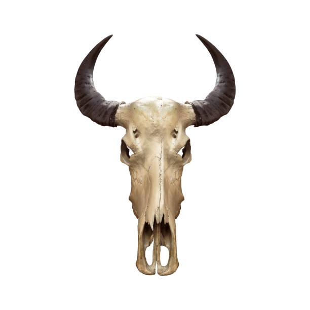 istock Buffalo skull or caw isolated on white background 925178770