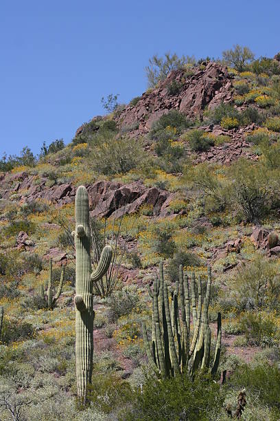 istock Arizona desert landscape 92517922