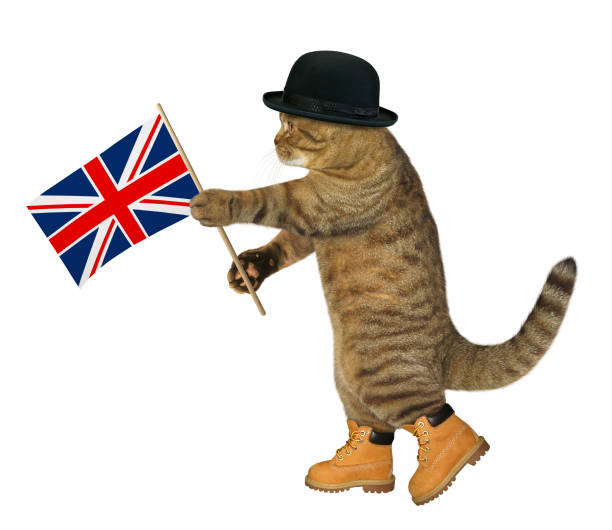 istock Cat with an english flag 925179452