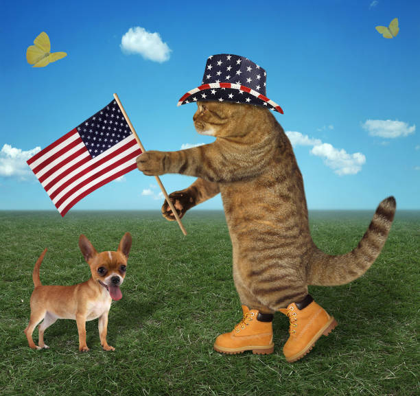 istock Cat with an american flag and a dog 925179480