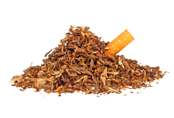 istock Dried smoking tobacco and cigarette filter on a white background 925180026