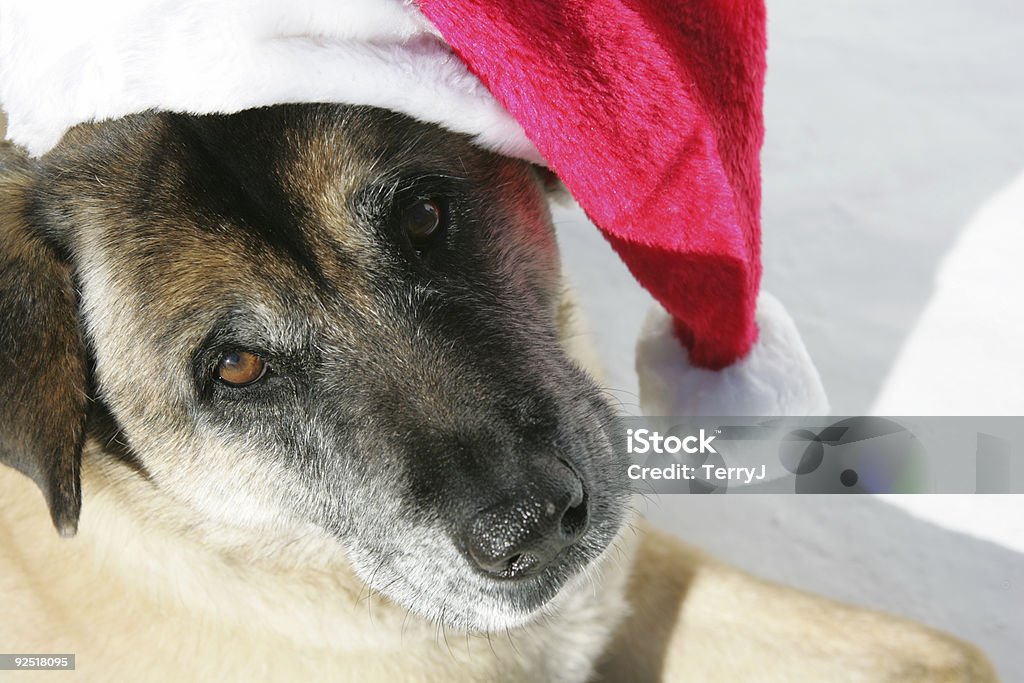 Ayudante Santa's - Foto de stock de Akita japonés libre de derechos