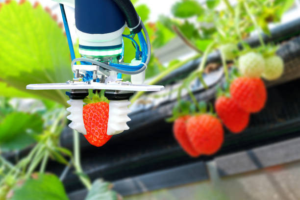 istock Agriculture technology , artificial intelligence concepts, Farmer use smart farm automation robot arm assistant image processing for harvest strawberry , replace worker and increase precision. 925182708