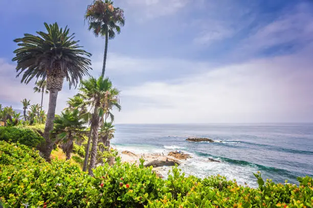 Laguna Beach landscape with palms and Pacific ocean