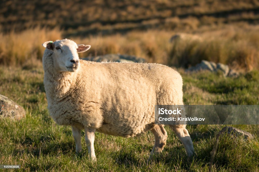 Single sheep on a pasture at sunset Single sheep on a pasture at sunset, Canterbury, New Zealand Sheep Stock Photo