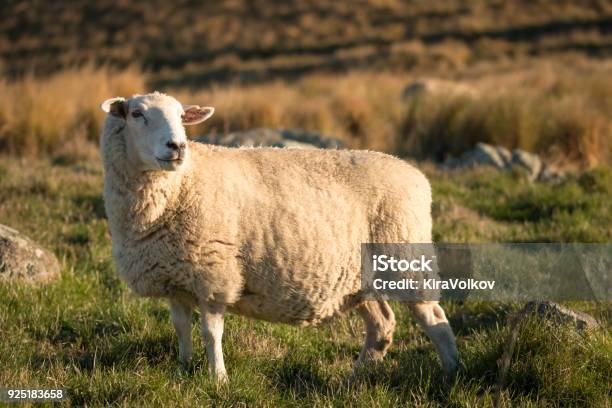 Single Sheep On A Pasture At Sunset Stock Photo - Download Image Now - Sheep, High Country, New Zealand