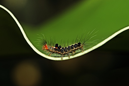 Caterpillar walking on curve green leaf.