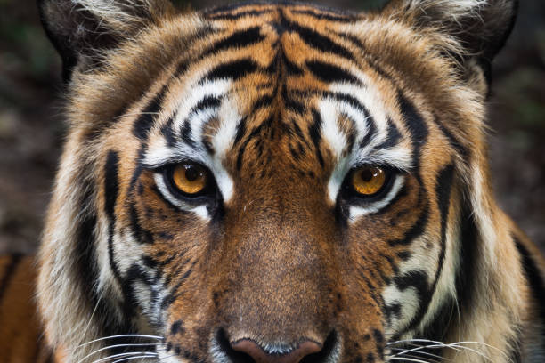 istock tiger face as background, focus at eyes 925185554
